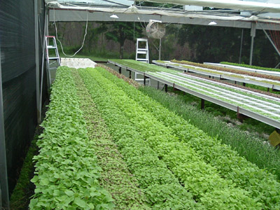 microherbs greenhouse 1