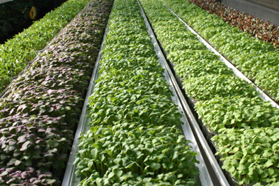 microherbs greenhouse 3