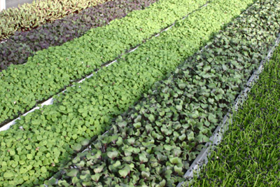 microherbs greenhouse 4